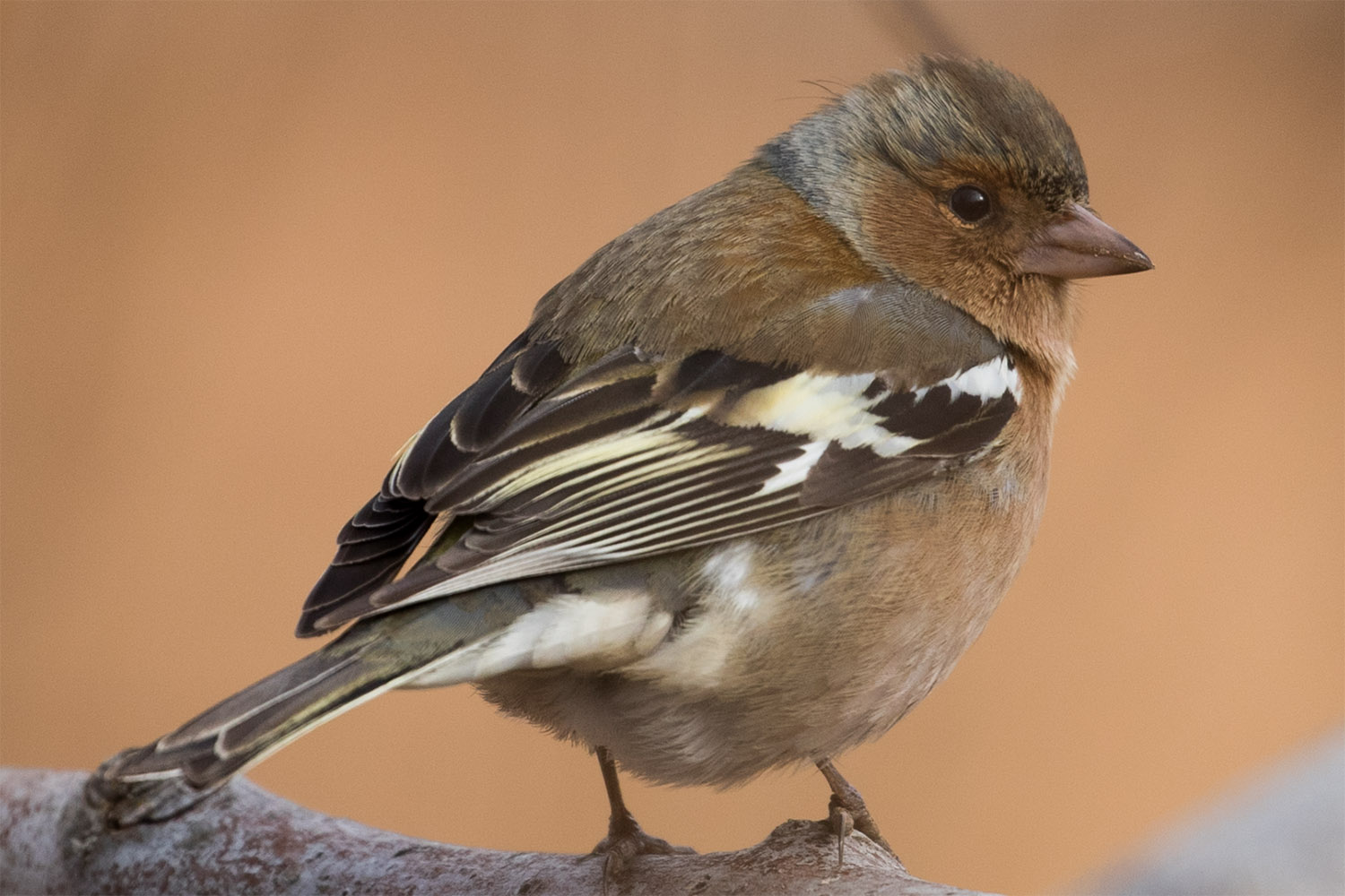 Common Chaffinch